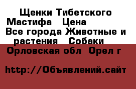 Щенки Тибетского Мастифа › Цена ­ 90 000 - Все города Животные и растения » Собаки   . Орловская обл.,Орел г.